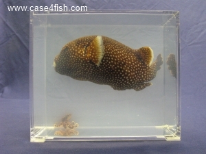 Foto Galerie/Tetraodontiformes/Arothron meleagris/Arothron meleagris_04_S.jpg